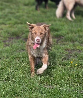 Étalon Border Collie - Took Titre Initial