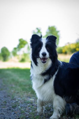 Étalon Border Collie - Tchelsy infinity from rugic home