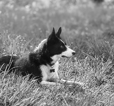 Étalon Border Collie - Tory (Sans Affixe)