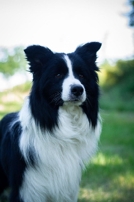Étalon Border Collie - Apollo z pocztowej