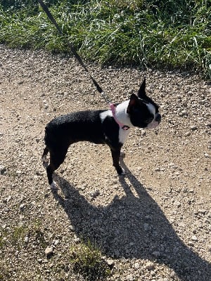 Étalon Boston Terrier - Unny Des Ours Gris