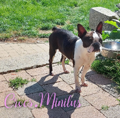 Étalon Boston Terrier - Veritas facit legem de Crocs Minilus