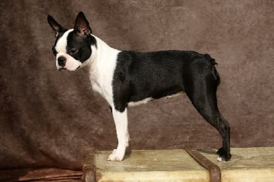 Étalon Boston Terrier - Uranie dans les etoiles Des Ours Gris