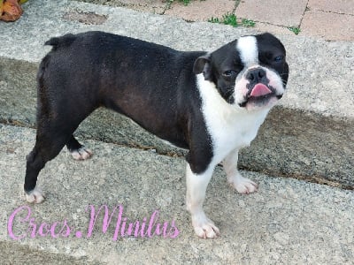 Étalon Boston Terrier - Utopia de Crocs Minilus