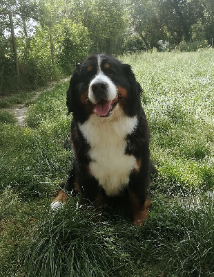 Étalon Bouvier Bernois - She-ra Du domaine d'Ilou