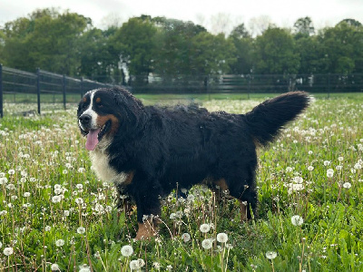 Étalon Bouvier Bernois - Whisky limanowskiej kotliny