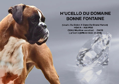 Étalon Boxer - H'ucello du Domaine Bonne Fontaine