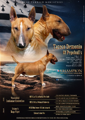 Étalon Bull Terrier Miniature - CH. Tareco demonio of pegobull's