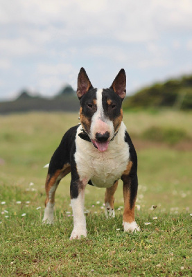 Étalon Bull Terrier Miniature - sweet bullopont Sweet diego (vegas)