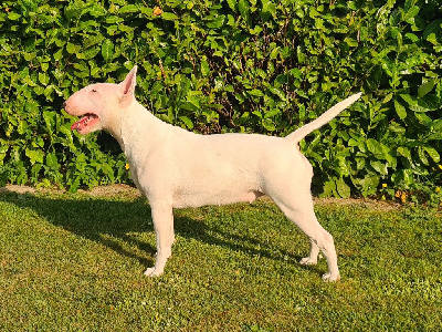 Étalon Bull Terrier - Xceptional queen meleys of The Mirror Of Freedom