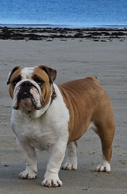 Étalon Bulldog Anglais - Sissy star Norma Des Flots Du Guë