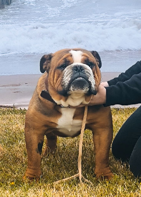 Étalon Bulldog Anglais - Very bad trip manson De L'Esprit Céleste