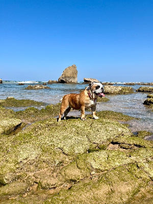 Étalon Bulldog Anglais - Rebel cherry blossom des Terres d'Alforie