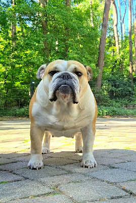 Étalon Bulldog Anglais - D'Or Wood Shazam krysbull