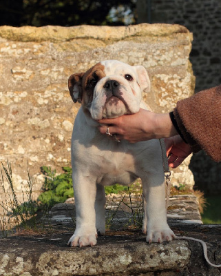 Étalon Bulldog Anglais - Colonel Poppin's Alba-moon