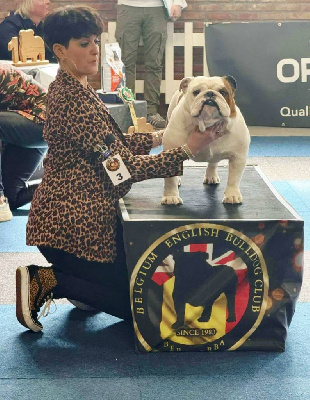 Étalon Bulldog Anglais - ingelbulls Xander cage xxx