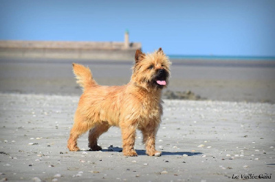 Étalon Cairn Terrier - CH. U love me de la vallée Caid