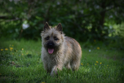 Étalon Cairn Terrier - Viva la vida de la vallée Caid