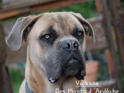 Étalon Cane Corso - Vulkane Des Monts D'Ardeche