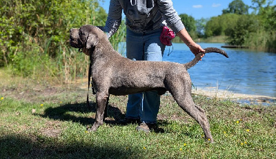 Étalon Cane Corso - Umfrey Il Guardiano Bella