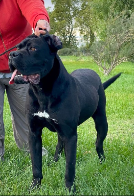 Étalon Cane Corso - Uzzy des Légendes de Goliath