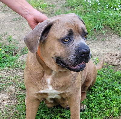 Étalon Cane Corso - Swany (Sans Affixe)