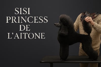 Étalon Caniche - Sissi de l’aitone