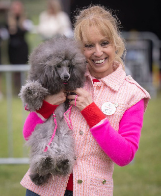 Étalon Caniche - CH. Vip love glow The beautiful grey of marysa