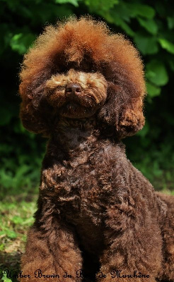 Étalon Caniche - Umber brown du bois de Morchène