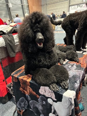 image de Sia starlight black