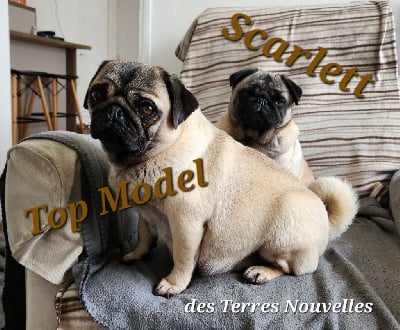 Étalon Carlin - Top model Des Terres Nouvelles