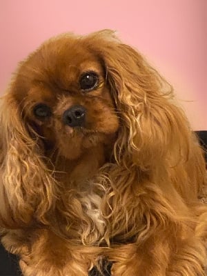 Étalon Cavalier King Charles Spaniel - U are my dream Du Mas De Dixie