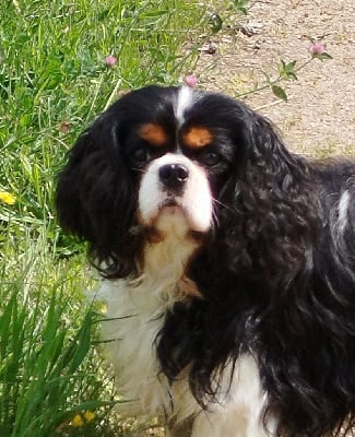 Étalon Cavalier King Charles Spaniel - Tabby de la bergerie d argent