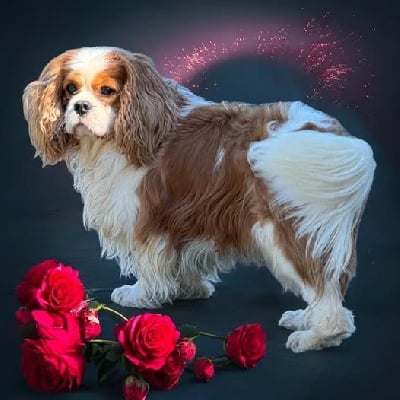 Étalon Cavalier King Charles Spaniel - Sherlok de la bergerie d'argent