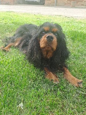 Étalon Cavalier King Charles Spaniel - Ugolina Des Cavaliers De Carrelis