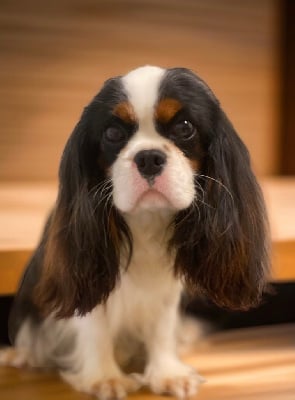 Étalon Cavalier King Charles Spaniel - Version originale Du Mas De Dixie