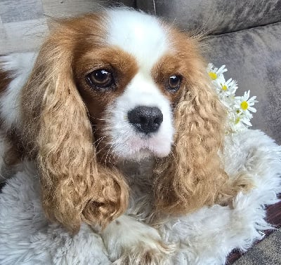 Étalon Cavalier King Charles Spaniel - Utopia of Fantasia Collies