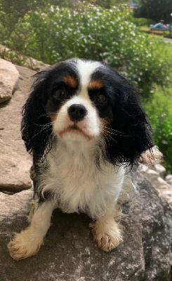 Étalon Cavalier King Charles Spaniel - Twanie Des legendes de zazelle