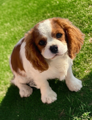 Étalon Cavalier King Charles Spaniel - Vanda Du Rougaillou