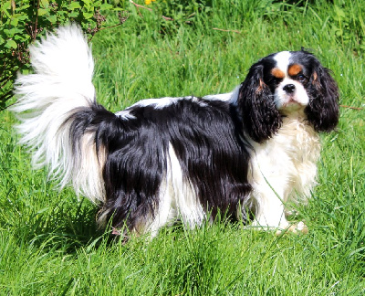 Étalon Cavalier King Charles Spaniel - Utopie (Sans Affixe)
