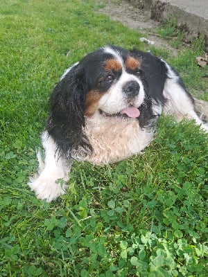 Étalon Cavalier King Charles Spaniel - Urielle Des Cavaliers De Carrelis