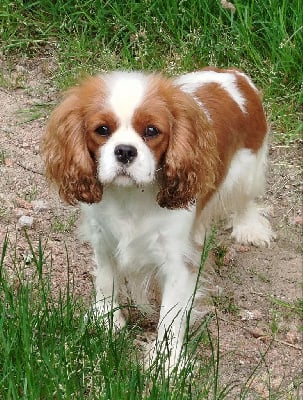 Étalon Cavalier King Charles Spaniel - Uliane de la Lande du Médoc