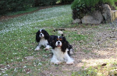 Étalon Cavalier King Charles Spaniel - Talys du domaine de lavillette Du domaine des sylves