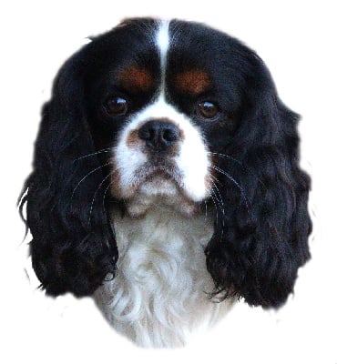Étalon Cavalier King Charles Spaniel - U' king charles iv Du Mas De Dixie