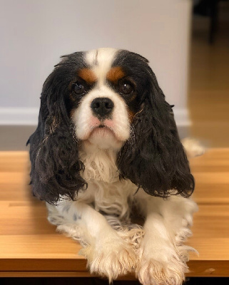 Étalon Cavalier King Charles Spaniel - Undra de la bergerie d'argent