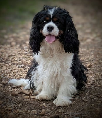 Étalon Cavalier King Charles Spaniel - Twister Du Domaine De La Fleur De Lys