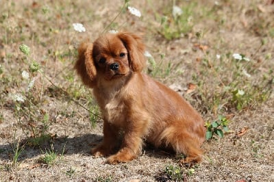 Étalon Cavalier King Charles Spaniel - Tamaris de la Dynastie d'Orkhan
