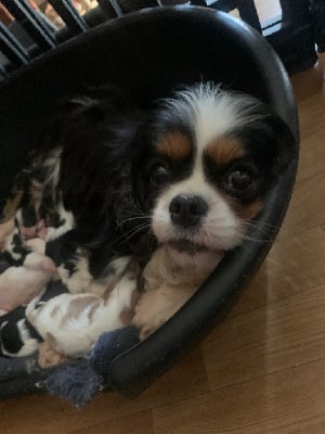 Étalon Cavalier King Charles Spaniel - ONITSHA'S Shelby