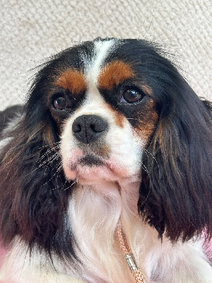 Étalon Cavalier King Charles Spaniel - Uguette D'ysatis