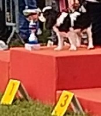 Étalon Cavalier King Charles Spaniel - Ultime victoire du domaine de klezia